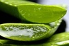Aloes – charakterystyka, właściwości i zastosowanie w kosmetologii