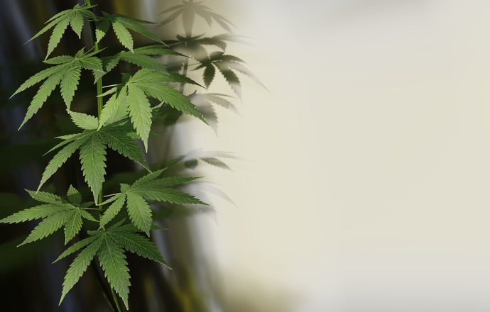 Terpeny z konopi mogą pomóc w leczeniu przewlekłego bólu