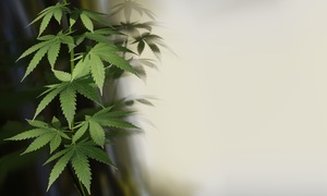 Terpeny z konopi mogą pomóc w leczeniu przewlekłego bólu