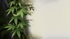 Terpeny z konopi mogą pomóc w leczeniu przewlekłego bólu