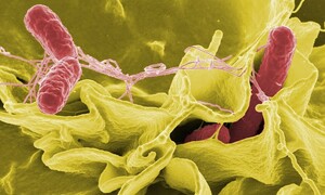 Polscy naukowcy zmodyfikowali probiotyk, który skuteczniej chronił przed zakażeniem Salmone