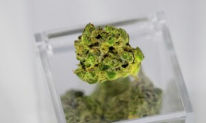 THC a stres – odczucia i reakcje organizmu nie zawsze są ze sobą zgodne