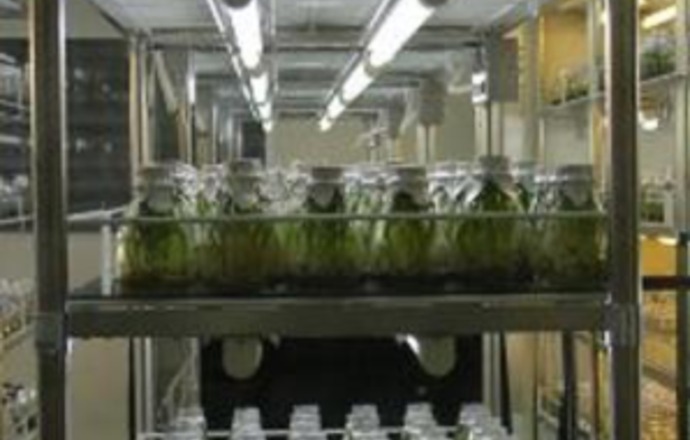 Metody transformacji genetycznej roślin