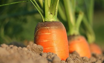 Ministerstwo Rolnictwa na GreenBio Forum zapowiedziało nowy ekoschemat „biologiczna uprawa 