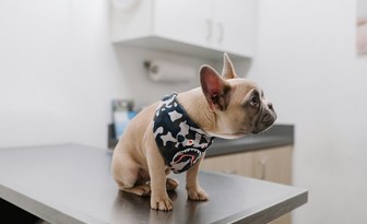 Polski start-up dokona przełomu w leczeniu nowotworów u psów?