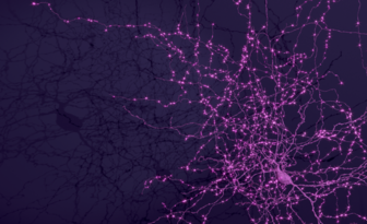 Największa mapa mózgu ssaka pokazuje strukturę i aktywność neuronów w skali nanometrów