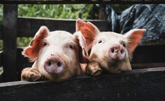 Regulacyjne i technologiczne implikacje dopuszczenia genetycznie zmodyfikowanych świń do ła