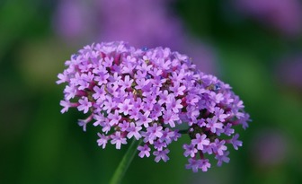 Werbena cytrynowa – właściwości i zastosowanie w kosmetologii oraz aromaterapii