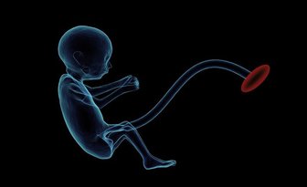 Fit bestbox thumb fetus 1788082 1280