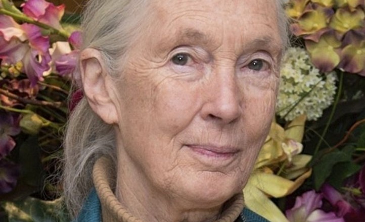 Badaczki znane i nieznane. Jane Goodall, która autentycznością i pokorą nauczała empatii wo