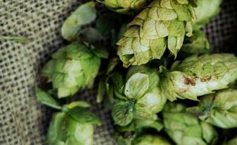 Ksantohumol – naturalny flawonoid o potencjale kosmetologicznym