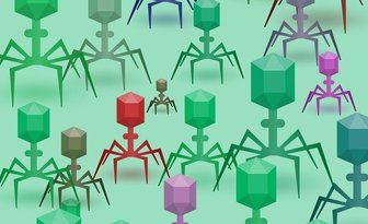 Bakteriofagi w walce z superbakteriami – nowa broń przeciw antybiotykooporności