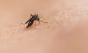 Komórkowa mapa dorosłego komara Aedes aegypti i jej znaczenie dla współczesnej entomologii