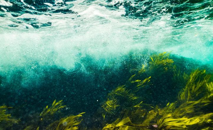 Algi – składniki aktywne o wysokim potencjale kosmetycznym