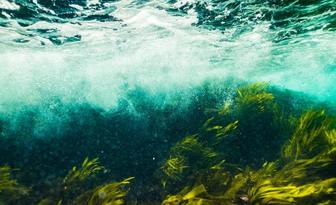 Algi – składniki aktywne o wysokim potencjale kosmetycznym