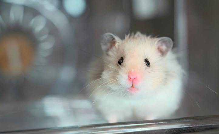 Czy kosmiczna ekspozycja wpływa na płodność ssaków? Przypadek myszy z misji Shenzhou-21