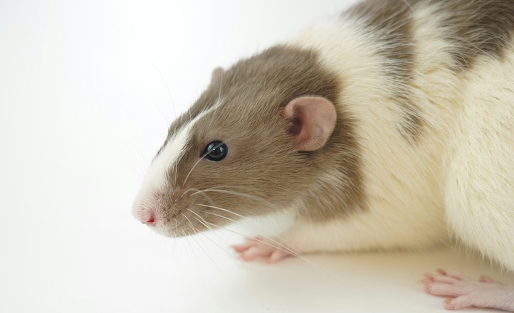 Jak odtworzyć obraz z aktywności mózgu? Badacze zrekonstruowali filmy oglądane przez myszy