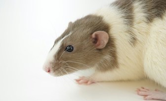 Jak odtworzyć obraz z aktywności mózgu? Badacze zrekonstruowali filmy oglądane przez myszy