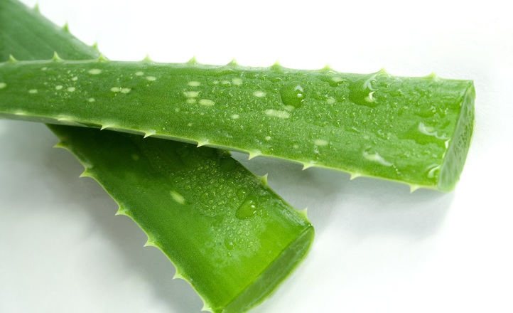 Aloes – charakterystyka, właściwości i zastosowanie w kosmetologii