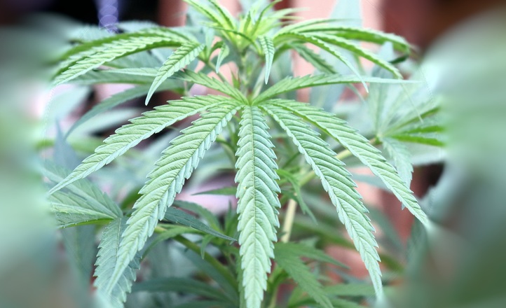 Terpeny z konopi mogą pomóc w leczeniu przewlekłego bólu