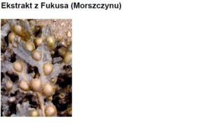 FUCUS EXTRACT H.GL.MS - FUKUS (ekstrakt glicerynowo-wodny)