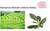 GREEN TEA ECO - ZIELONA HERBATA (ekstrakt ekologiczny)