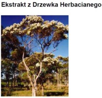 TEA TREE EXTRACT - DRZEWKO HERBACIANE (ekstrakt wodno-glikolowy)