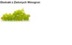 GREEN GRAPE (FRUIT) EXTRACT H.GL.-M.S. - WINOGRONO ZIELONE (ekstrakt glicerynowo-wodny)